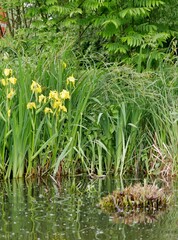 Gelbe Blüten im Ufer-Schilf im Hambugrer Stadtpark