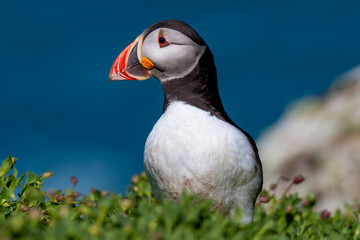 atlantic puffin in skomer island
