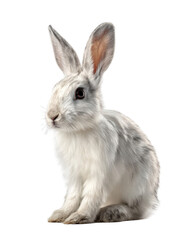 rabbit isolated on white