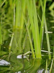Schilf am Stadtparksee-Ufer in Hamburg