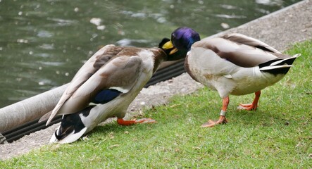 Obraz premium Erpel kämpfen miteinander