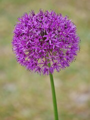 Lila, runde Lauchblüte 