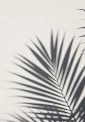 Obraz premium Single shadow of a palm leaf on a white wall