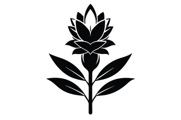 Detailed Black Turmeric Flower Illustration, Botanical Art Print, Curcuma Plant Design