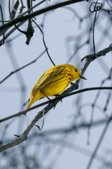 Yellow Warbler