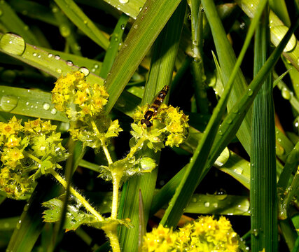 Close-up of a hoverfly (Syrphid fly) or bee resting on vibrant flowers covered in raindrops after a fresh rain. Detailed macro shot highlighting nature's beauty and pollinators at work.

