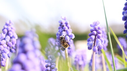 Obraz premium Bee on a Muscari Botryoides flower in a garden