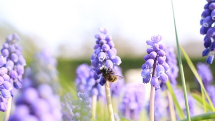 Bee on a Muscari Botryoides flower in a garden