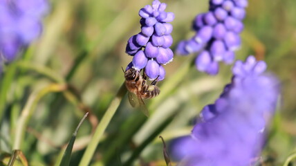Bee on a Muscari Botryoides flower in a garden