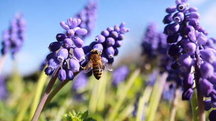 Bee on a Muscari Botryoides flower in a garden