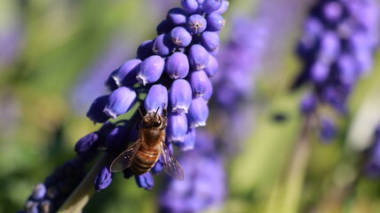 Bee on a Muscari Botryoides flower in a garden