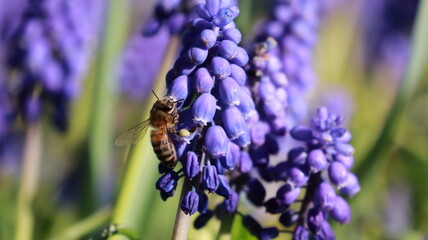 Bee on a Muscari Botryoides flower in a garden