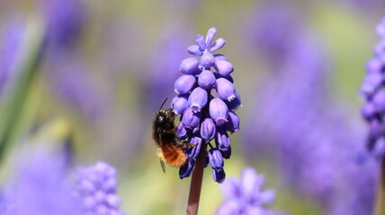 Bee on a Muscari Botryoides flower in a garden