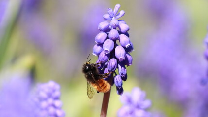 Bee on a Muscari Botryoides flower in a garden