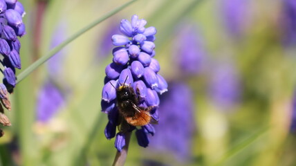 Bee on a Muscari Botryoides flower in a garden