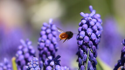Bee on a Muscari Botryoides flower in a garden