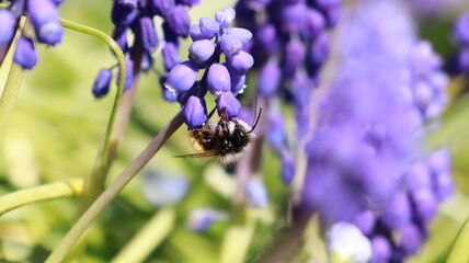 Bee on a Muscari Botryoides flower in a garden