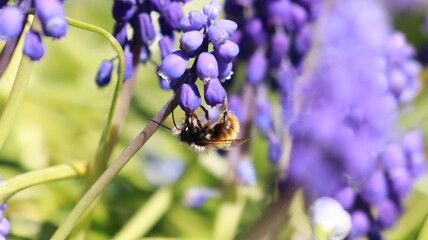 Bee on a Muscari Botryoides flower in a garden
