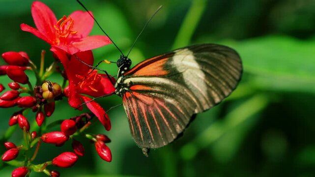 Doris Longwing Butterfly on Red Jatropha