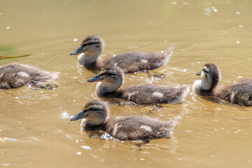 A group of ducklings swimming on brightly lit water.