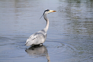 airone cinerino (Ardea cinerea) in caccia