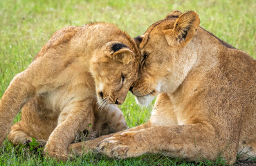 Lion mother and cub