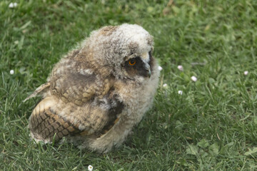 a young long eared owl in the gras