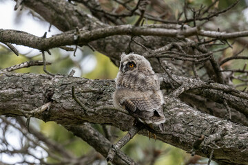 a young long eared owl in a tree