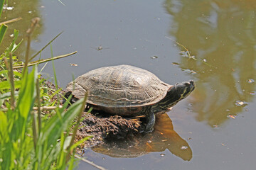 ... era una piccola graziosa tartarughina da acquario (Trachemis scripta)