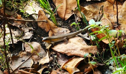 Eutropis multifasciata, often called the garden lizard, this reptile is often found in rice fields and gardens.
