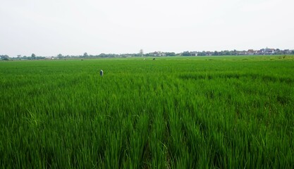 Fototapeta premium beautiful and cool views of rice fields with green rice plants and clear skies