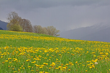 aspettando il temporale; Val di Fiemme, Trentino