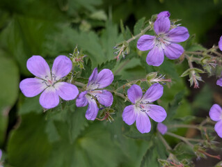 Flower of a garden Geranium