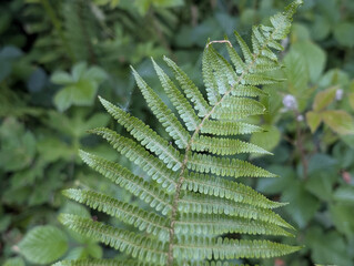 Detail of a Dryopteris fern
