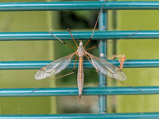 A crane fly (Tipula) on a fence
