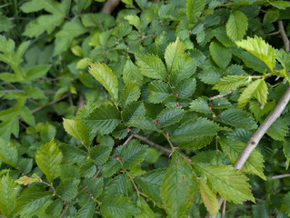 Leaves of Small-leaved Elm (Ulmus minor)