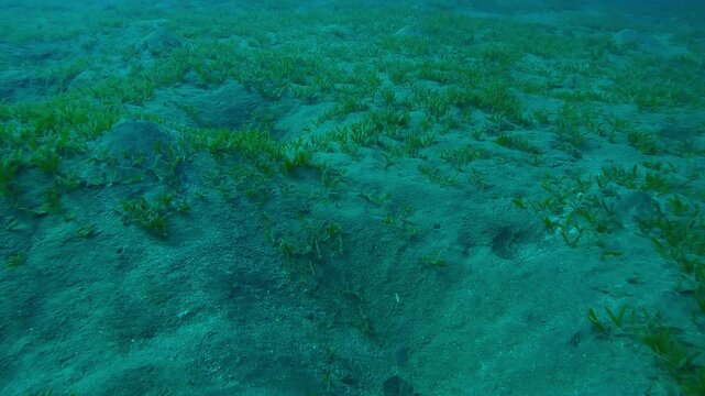 Close up of hilly sandy bottom covered with Smooth ribbon seagrass, Cymodocea rotundata in depth sea, Slow motion forward over seagrass meadow