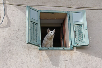 cane curioso alla finestra (Cortaccia, Bolzano)