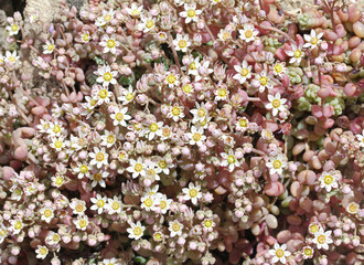 fitto tappeto di fiorellini di grassello (Sedum dasyphillum)