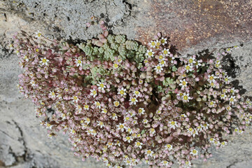 un florido ciuffo di grassello (Sedum dasyphillum) sporge dalle fessure di un muro a secco