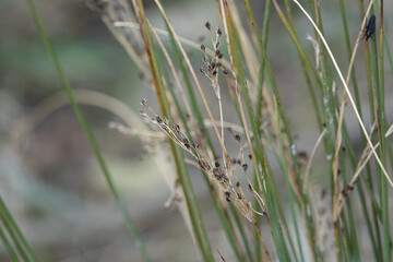Closeup of Hard Rush (Juncus inflexus) in spring