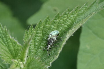 Mating nettle weevils (Phyllobius pomaceus) on a leaf