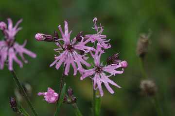 Flowers of Ragged Robin (Silene flos-cuculi)