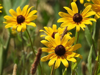 Black-eyed Susans, wildflowers, bloomed within the wetlands of the Bombay Hook National Wildlife Refuge, Kent County, Delaware. Early summer season.