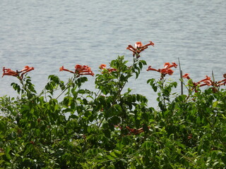 Trumpet vine bloomed along the wetland shore, under a sunny summer sky. Bombay Hook National...