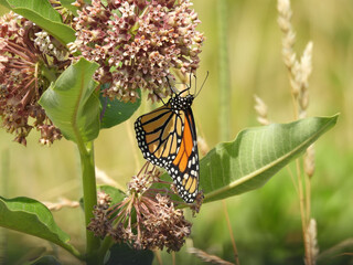 A monarch butterfly sipping nectar from the blossoms of a milkweed plant. Bombay Hook National Wildlife Refuge, Kent County, Delaware. 