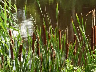 Broadleaf cattail growing wild along the wetland shores of the Bombay Hook National Wildlife Refuge, Kent County, Delaware. 
