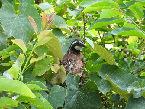 A male, northern bobwhite quail perched in a Allegheny blackberry bush. Bombay Hook National Wildlife Refuge, Kent County, Delaware.