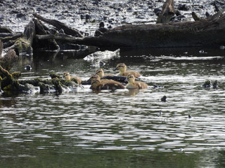 Mallard ducklings swimming along the wetland shores, enjoying a beautiful summer day. Bombay Hook National Wildlife Refuge, Kent County, Delaware.
