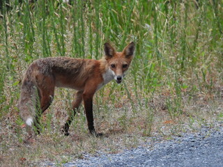 A red fox living within the wetlands of the Bombay Hook National Wildlife Refuge, Kent County,...